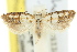  ( - 11ANIC-08887)  @11 [ ] CreativeCommons - Attribution (2011) ANIC/CBG Photography Group Centre for Biodiversity Genomics
