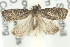  ( - 11ANIC-08898)  @13 [ ] CreativeCommons - Attribution (2011) ANIC/CBG Photography Group Centre for Biodiversity Genomics