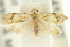  ( - 11ANIC-08903)  @12 [ ] CreativeCommons - Attribution (2011) ANIC/CBG Photography Group Centre for Biodiversity Genomics