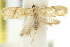  ( - 11ANIC-08904)  @12 [ ] CreativeCommons - Attribution (2011) ANIC/CBG Photography Group Centre for Biodiversity Genomics