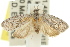  ( - 11ANIC-08906)  @11 [ ] CreativeCommons - Attribution (2011) ANIC/CBG Photography Group Centre for Biodiversity Genomics