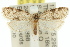  ( - 11ANIC-08934)  @13 [ ] CreativeCommons - Attribution (2011) ANIC/CBG Photography Group Centre for Biodiversity Genomics