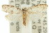  ( - 11ANIC-08936)  @13 [ ] CreativeCommons - Attribution (2011) ANIC/CBG Photography Group Centre for Biodiversity Genomics