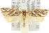  ( - 11ANIC-08979)  @13 [ ] CreativeCommons - Attribution (2011) ANIC/CBG Photography Group Centre for Biodiversity Genomics
