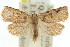  ( - 11ANIC-09014)  @11 [ ] CreativeCommons - Attribution (2011) ANIC/CBG Photography Group Centre for Biodiversity Genomics