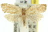  ( - 11ANIC-09026)  @11 [ ] CreativeCommons - Attribution (2011) ANIC/CBG Photography Group Centre for Biodiversity Genomics
