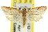  ( - 11ANIC-09036)  @14 [ ] CreativeCommons - Attribution (2011) ANIC/CBG Photography Group Centre for Biodiversity Genomics