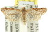  ( - 11ANIC-09037)  @14 [ ] CreativeCommons - Attribution (2011) ANIC/CBG Photography Group Centre for Biodiversity Genomics