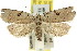 ( - 11ANIC-09042)  @14 [ ] CreativeCommons - Attribution (2011) ANIC/CBG Photography Group Centre for Biodiversity Genomics