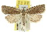  ( - 11ANIC-09043)  @15 [ ] CreativeCommons - Attribution (2011) ANIC/CBG Photography Group Centre for Biodiversity Genomics