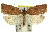  ( - 11ANIC-09044)  @15 [ ] CreativeCommons - Attribution (2011) ANIC/CBG Photography Group Centre for Biodiversity Genomics