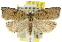  ( - 11ANIC-09045)  @15 [ ] CreativeCommons - Attribution (2011) ANIC/CBG Photography Group Centre for Biodiversity Genomics