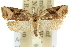  (Capua1 dura - 11ANIC-09089)  @13 [ ] CreativeCommons - Attribution (2011) ANIC/CBG Photography Group Centre for Biodiversity Genomics