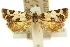 (Tortrix schematica - 11ANIC-09117)  @11 [ ] CreativeCommons - Attribution (2011) ANIC/CBG Photography Group Centre for Biodiversity Genomics