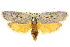  ( - 11ANIC-09125)  @14 [ ] CreativeCommons - Attribution (2011) ANIC/CBG Photography Group Centre for Biodiversity Genomics