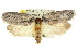  ( - 11ANIC-09129)  @13 [ ] CreativeCommons - Attribution (2011) ANIC/CBG Photography Group Centre for Biodiversity Genomics