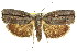  (Illidgea epigramma-AAV6713 - 11ANIC-09130)  @14 [ ] CreativeCommons - Attribution (2011) ANIC/CBG Photography Group Centre for Biodiversity Genomics
