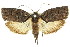  (Illidgea epigramma-ABA0057 - 11ANIC-09144)  @14 [ ] CreativeCommons - Attribution (2011) ANIC/CBG Photography Group Centre for Biodiversity Genomics