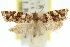  ( - 11ANIC-09348)  @11 [ ] CreativeCommons - Attribution (2011) ANIC/CBG Photography Group Centre for Biodiversity Genomics
