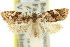 ( - 11ANIC-09349)  @11 [ ] CreativeCommons - Attribution (2011) ANIC/CBG Photography Group Centre for Biodiversity Genomics