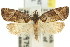  ( - 11ANIC-09350)  @14 [ ] CreativeCommons - Attribution (2011) ANIC/CBG Photography Group Centre for Biodiversity Genomics