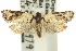  ( - 11ANIC-09395)  @13 [ ] CreativeCommons - Attribution (2011) ANIC/CBG Photography Group Centre for Biodiversity Genomics
