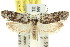  ( - 11ANIC-09416)  @11 [ ] CreativeCommons - Attribution (2011) ANIC/CBG Photography Group Centre for Biodiversity Genomics