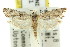  ( - 11ANIC-09429)  @11 [ ] CreativeCommons - Attribution (2011) ANIC/CBG Photography Group Centre for Biodiversity Genomics