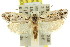  ( - 11ANIC-09498)  @11 [ ] CreativeCommons - Attribution (2011) ANIC/CBG Photography Group Centre for Biodiversity Genomics