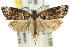  ( - 11ANIC-09504)  @11 [ ] CreativeCommons - Attribution (2011) ANIC/CBG Photography Group Centre for Biodiversity Genomics
