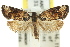  ( - 11ANIC-09506)  @11 [ ] CreativeCommons - Attribution (2011) ANIC/CBG Photography Group Centre for Biodiversity Genomics