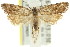  (Capnoptycha ipnitis - 11ANIC-09509)  @13 [ ] CreativeCommons - Attribution (2011) ANIC/CBG Photography Group Centre for Biodiversity Genomics
