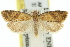  (Tortrix constrictana - 11ANIC-09527)  @11 [ ] CreativeCommons - Attribution (2011) ANIC/CBG Photography Group Centre for Biodiversity Genomics