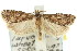  ( - 11ANIC-09564)  @13 [ ] CreativeCommons - Attribution (2011) ANIC/CBG Photography Group Centre for Biodiversity Genomics