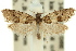  ( - 11ANIC-09654)  @14 [ ] CreativeCommons - Attribution (2011) ANIC/CBG Photography Group Centre for Biodiversity Genomics