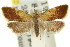  ( - 11ANIC-09682)  @14 [ ] CreativeCommons - Attribution (2011) ANIC/CBG Photography Group Centre for Biodiversity Genomics