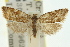  ( - 11ANIC-09683)  @14 [ ] CreativeCommons - Attribution (2011) ANIC/CBG Photography Group Centre for Biodiversity Genomics