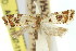  ( - 11ANIC-09687)  @11 [ ] CreativeCommons - Attribution (2011) ANIC/CBG Photography Group Centre for Biodiversity Genomics