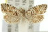  ( - 11ANIC-09689)  @13 [ ] CreativeCommons - Attribution (2011) ANIC/CBG Photography Group Centre for Biodiversity Genomics