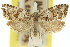  ( - 11ANIC-09690)  @11 [ ] CreativeCommons - Attribution (2011) ANIC/CBG Photography Group Centre for Biodiversity Genomics