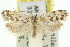  ( - 11ANIC-09712)  @13 [ ] CreativeCommons - Attribution (2011) ANIC/CBG Photography Group Centre for Biodiversity Genomics