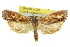  ( - 11ANIC-09744)  @15 [ ] CreativeCommons - Attribution (2011) ANIC/CBG Photography Group Centre for Biodiversity Genomics