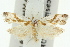  ( - 11ANIC-09749)  @13 [ ] CreativeCommons - Attribution (2011) ANIC/CBG Photography Group Centre for Biodiversity Genomics