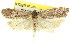  ( - 11ANIC-09761)  @11 [ ] CreativeCommons - Attribution (2011) ANIC/CBG Photography Group Centre for Biodiversity Genomics