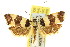  ( - 11ANIC-09772)  @13 [ ] CreativeCommons - Attribution (2011) ANIC/CBG Photography Group Centre for Biodiversity Genomics