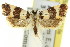  ( - 11ANIC-09774)  @14 [ ] CreativeCommons - Attribution (2011) ANIC/CBG Photography Group Centre for Biodiversity Genomics