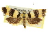  ( - 11ANIC-09776)  @14 [ ] CreativeCommons - Attribution (2011) ANIC/CBG Photography Group Centre for Biodiversity Genomics