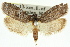  (Araeostoma sp. ANIC1 - 11ANIC-09778)  @13 [ ] CreativeCommons - Attribution (2011) ANIC/CBG Photography Group Centre for Biodiversity Genomics