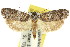  ( - 11ANIC-09779)  @11 [ ] CreativeCommons - Attribution (2011) ANIC/CBG Photography Group Centre for Biodiversity Genomics