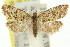  (Tortrix sp. ANIC1 - 11ANIC-09787)  @11 [ ] CreativeCommons - Attribution (2011) ANIC/CBG Photography Group Centre for Biodiversity Genomics